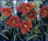 All-American Daylilies - Gardens of Glory