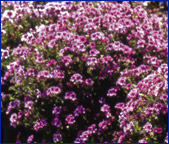 Heaven Scent Pelargoniums - Gardens of Glory