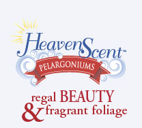 Heaven Scent Pelargoniums